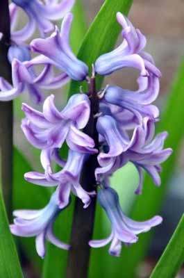 Hyacinthus orientalis photo
