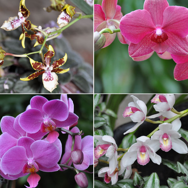 Photos of orchids