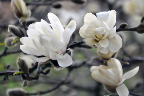 Photo of magnolia blossoms
