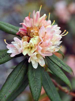 Rhododendron "Mary Fleming" photo