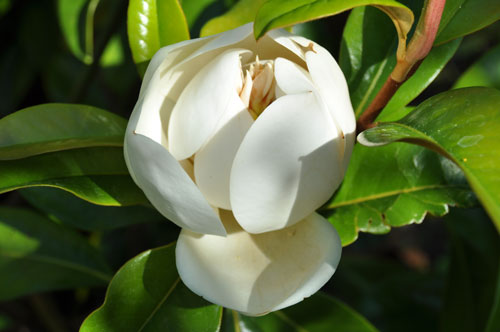Photo of Magnolia grandiflora 'Victoria'