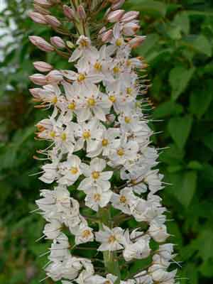 Eremerus flowers