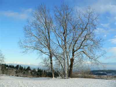 The east lawn's walnut tree in winter